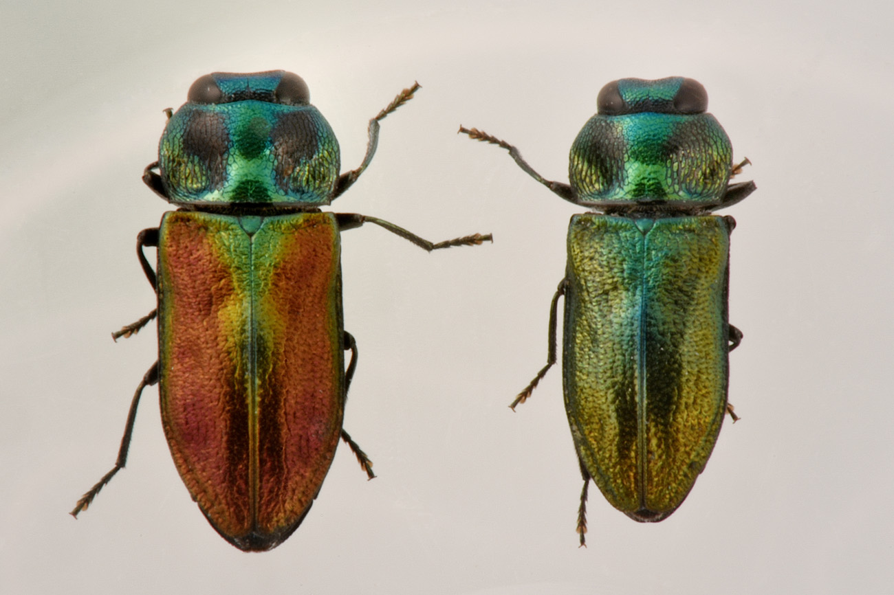 Buprestidae: Anthaxia thalassophila? S.
